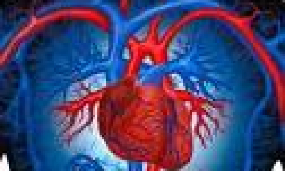 Очищение сердца, поджелудочной и щитовидной железы, легких