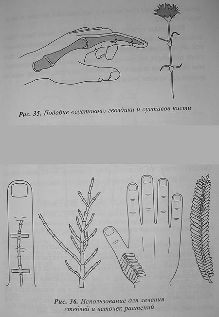 Семена льна для головного мозга Семена льна для головного мозга
