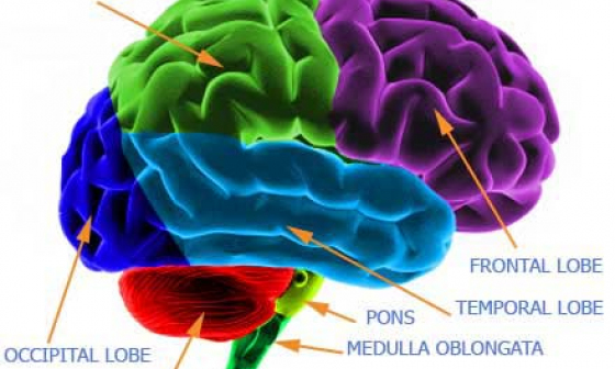 Определение доминирующего полушария мозга