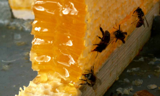 Апитерапия - лечение пчелиным ядом