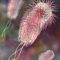 Очищение организма от патогенных микроорганизмов