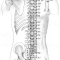 Иглоукалывание по областям тела: область спины