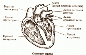 Система здоровья Кацудзо Ниши Система здоровья Кацудзо Ниши