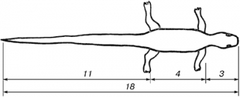 Любопытно. Геометрия и числа.
