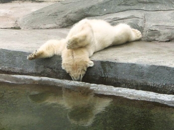 Как навсегда забыть, что такое лень?