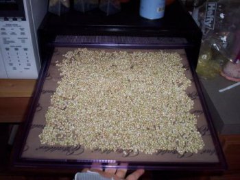 Гречневая каша