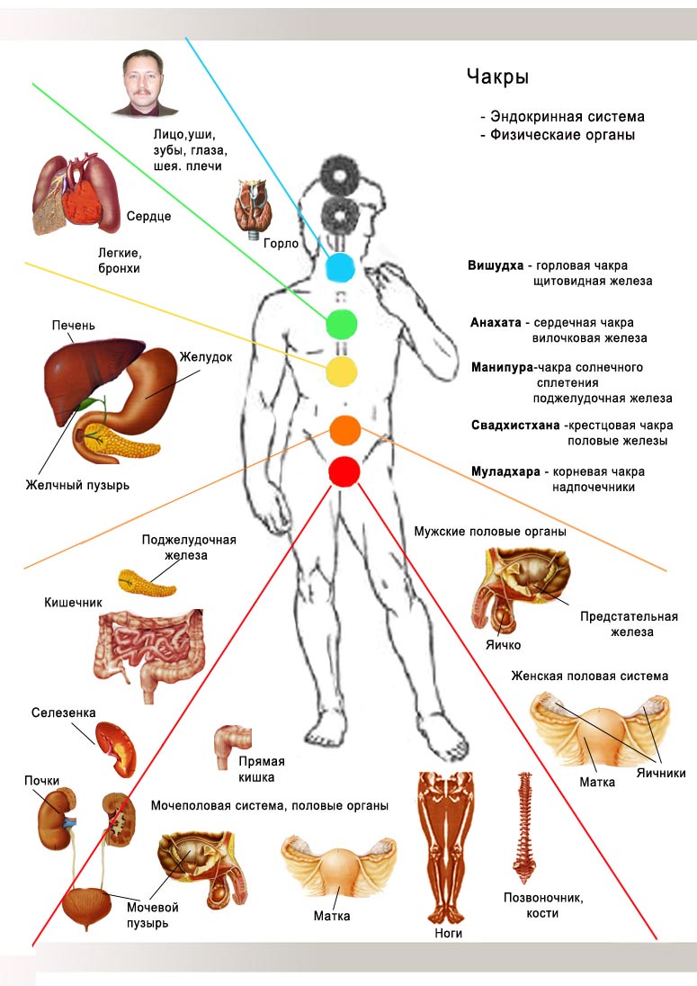 Расположение человеческих органов в теле в картинках спереди