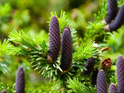 Древесный гороскоп друидов: характер по дню рождения, совместимость знаков Иллюстрация 1