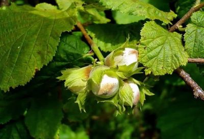 Древесный гороскоп друидов: характер по дню рождения, совместимость знаков Иллюстрация 4