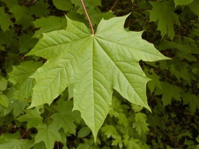 Древесный гороскоп друидов: характер по дню рождения, совместимость знаков Картинка 5