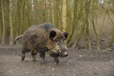 Славянский календарь по дате рождения, славяно-арийский гороскоп Изображение 1