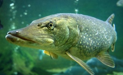 Славянский календарь животных — гороскоп по году и месяцу рождения Картинка 3