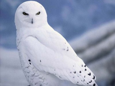 Славянский календарь животных — гороскоп по году и месяцу рождения Изображение 4