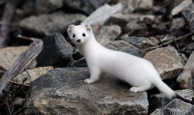 Славянский календарь животных — гороскоп по году и месяцу рождения Картинка 7