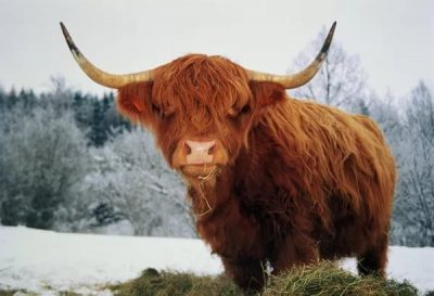 Славянский календарь по дате рождения, славяно-арийский гороскоп Иллюстрация 5