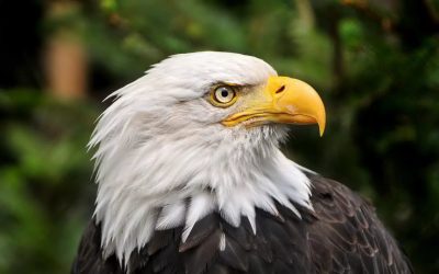 Славянский календарь по дате рождения, славяно-арийский гороскоп Картинка 7