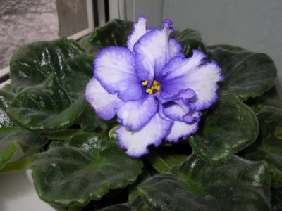 Изображение 1