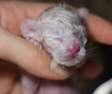 К чему снится мёртвый котёнок: толкования по сонникам Изображение 1