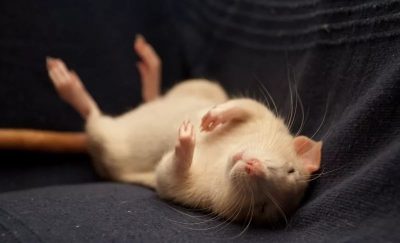 К чему снится крыса: толкование снов о крысах Иллюстрация 1