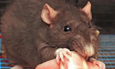 К чему снится крыса: толкование снов о крысах Картинка 2