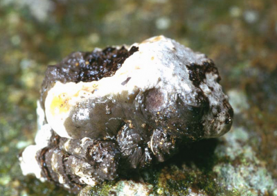 К чему снится помет птиц или мышей — толкование по сонникам Иллюстрация 2