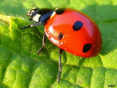 К чему снится божья коровка по соннику? Изображение 1