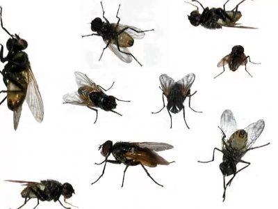 К чему снятся мошки: толкование по соннику Картинка 2