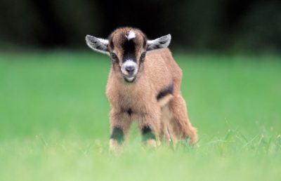 К чему снятся козлята: толкование по сонникам Картинка 1