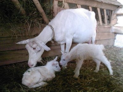 К чему снятся козлята: толкование по сонникам Картинка 2