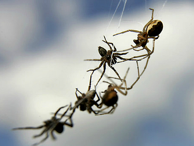 К чему снятся пауки большие и маленькие Картинка 1