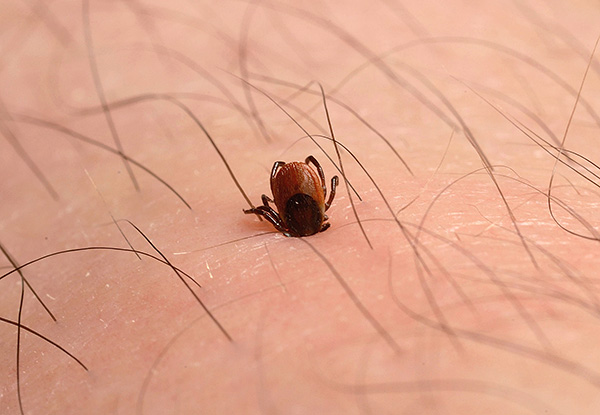 К чему снятся клещи на теле очень много Иллюстрация 1