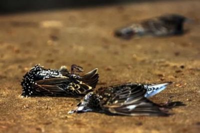 К чему снятся мертвые птицы: толкование по сонникам Изображение 1