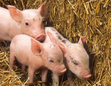 Приснились поросята: толкование сна по сонникам Иллюстрация 1