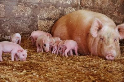 Приснились поросята: толкование сна по сонникам Иллюстрация 2