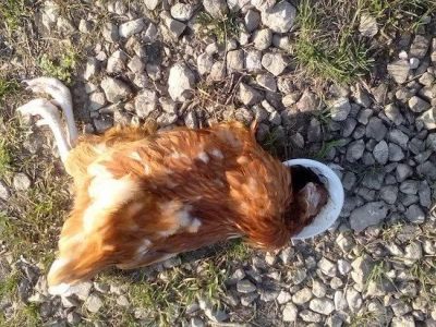 Толкование сна: к чему снится мёртвая курица Иллюстрация 1