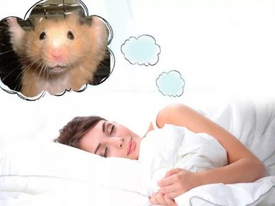 Толкование сонника: к чему приснился хомяк женщине и мужчине Картинка 1