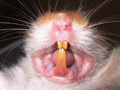 Толкование сонника: к чему приснился хомяк женщине и мужчине Картинка 2