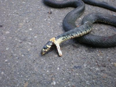 Толкования сонника: к чему снится мертвая змея Изображение 1