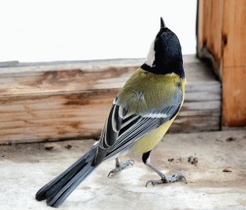 Иллюстрация 2