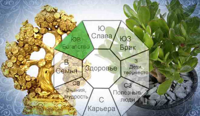 Как правильно посадить денежное дерево, чтобы привлечь деньги?