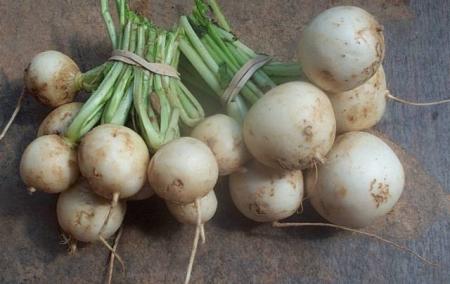 белый турнепс